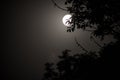 Night landscape of sky and super moon with bright moonlight behind silhouette of tree branch. Serenity nature background. Outdoors Royalty Free Stock Photo