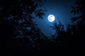 Night landscape of sky and super moon with bright moonlight behind silhouette of tree branch. Serenity nature background. Outdoors Royalty Free Stock Photo