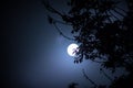 Night landscape of sky and super moon with bright moonlight behind silhouette of tree branch. Serenity nature background. Outdoors Royalty Free Stock Photo