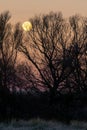 Night landscape at sunset with silhouette of tall trees and a big full moon in the golden sky, frozen ground from the cold of Royalty Free Stock Photo