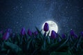 Night landscape with tulips meadow Royalty Free Stock Photo