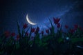 Night landscape with tulips meadow Royalty Free Stock Photo