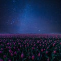 Night Landscape with Tulips and Stars Royalty Free Stock Photo