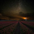 Night Landscape with Tulips and Stars Royalty Free Stock Photo