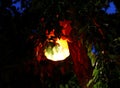 Night lantern national Turkish lamp, tourism in Turkey.