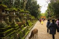 Night lanterns with deer watching the people walk through the Tourii Royalty Free Stock Photo