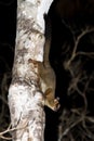 Night lemur Kirindy Royalty Free Stock Photo