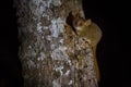 Night lemur on the tree, dark black forest. Grey mouse lemur, Microcebus murinus, Kirindy Forest, endemic animal in Madagascar. Royalty Free Stock Photo