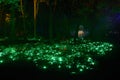 Night lights show `Inspiration` in Ostankino garden city park. Hundreds of lights in the forest. Amazing 3d light laser illuminate