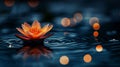 Night Lotus Bloom on Water, Soft Focus Royalty Free Stock Photo