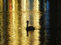 The night in Lucerne in Switzerland, the swans bathe in the water flooded with light golden color.