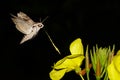 Night macro of sphingidae Royalty Free Stock Photo