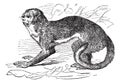 Night monkey or Owl Monkeys or Douroucouli or Aotus sp., vintage engraving Royalty Free Stock Photo