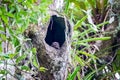 night monkeys (Aotus lemurinus) squeeze themselves into a hollow in a tree trunk . Royalty Free Stock Photo