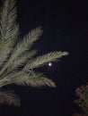 Night , moon and palm