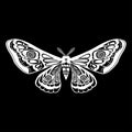 Night moth, butterfly. Vector illustration. Half open wings. Design element isolated on black