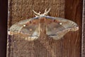 Night moth close up. Antenna details