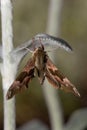 A night moth hanging on a sheet (Sphingidae)