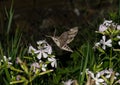 Night moth - sphinx moth, feeds on flower nectar. Photographed during the night Royalty Free Stock Photo