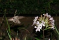 Moth in flight at night - Sphinx moth - with long horn collects flower nectar