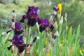 Iris Garden Series - Night Moves bearded iris Royalty Free Stock Photo