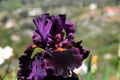 Iris Garden Series - Night Moves purple bearded iris Royalty Free Stock Photo
