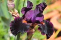 Iris Garden Series - Night Moves bearded iris Royalty Free Stock Photo