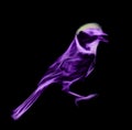 Night mysterious bird, soul of night not