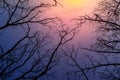 Night mysterious landscape in cold tones - silhouettes of the bare tree branches against dramatic cloudy sky Royalty Free Stock Photo