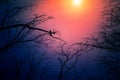 Night mysterious landscape in cold tones - silhouettes of the bare tree branches against dramatic cloudy sky Royalty Free Stock Photo