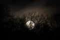 Night mysterious landscape in cold tones - silhouettes of the bare tree branches against the full moon and dramatic cloudy night s Royalty Free Stock Photo