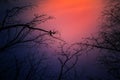 Night mysterious landscape in cold tones - silhouettes of the bare tree branches against dramatic cloudy sky Royalty Free Stock Photo