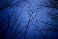 Night mysterious landscape in cold tones - silhouettes of the bare tree branches against dramatic cloudy sky Royalty Free Stock Photo