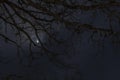 Night mysterious landscape silhouettes of the bare tree branches against the full moon and dramatic night sky Royalty Free Stock Photo