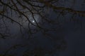 Night mysterious landscape silhouettes of the bare tree branches against the full moon and dramatic night sky Royalty Free Stock Photo