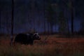 Night nature Bear hidden in forest. Autumn trees with bear. Beautiful brown bear walking around lake with fall colours. Dangerous Royalty Free Stock Photo