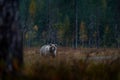 Night nature with bear hidden in the forest. Beautiful brown bear walking around lake with fall colours. Dangerous animal, dark Royalty Free Stock Photo