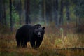 Night nature with bear hidden in the forest. Beautiful brown bear walking around lake with fall colours. Dangerous animal, dark Royalty Free Stock Photo