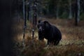 Night nature with bear hidden in the forest. Beautiful brown bear walking around lake with fall colours. Dangerous animal, dark Royalty Free Stock Photo