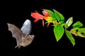 Night nature, Pallas`s Long-Tongued Bat, Glossophaga soricina, flying bat in dark night. Nocturnal animal in flight with red feed Royalty Free Stock Photo