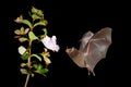 Night nature, Pallas`s Long-Tongued Bat, Glossophaga soricina, flying bat in dark night. Nocturnal animal in flight with red feed