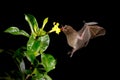 Night nature, Pallas`s Long-Tongued Bat, Glossophaga soricina, flying bat in dark night. Nocturnal animal in flight with red feed