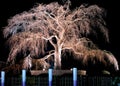 Night old cherry tree Royalty Free Stock Photo