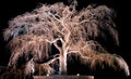 Night old cherry tree Royalty Free Stock Photo