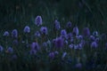 Night, Orchis italica, Naked Man Orchid, Gargano in Italy. Flowering Pink terrestrial wild orchid, nature habitat. Beautiful Royalty Free Stock Photo