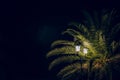 Night outdoor tropic park scenic local landscape of palm tree in street lantern illumination Royalty Free Stock Photo