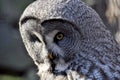 Night owl Royalty Free Stock Photo