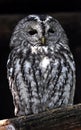 Night owl Royalty Free Stock Photo