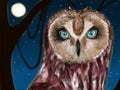 Night Owl Alexander Royalty Free Stock Photo