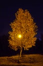 Night photo of an autumn tree in the light of a bright street lamp Royalty Free Stock Photo